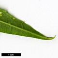 SpeciesSub: var. dolichophylla
